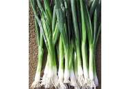 Байа Верде - лук на зелень, 100 000 семян, Seminis (Семинис) Голландия фото, цена