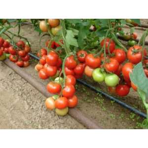 Монсан F1 - томат полудетерминантный, 500 семян, Enza Zaden Голландия фото, цена