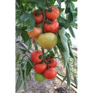 Буран F1 - томат індетермінантний 500 насінин, Enza Zaden Голландія фото, цiна