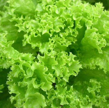Салат Одесский Кучерявец (листовой), купить семена, цена