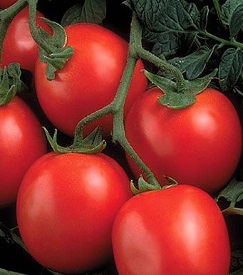 Купить Рио Гранде - томат детерминантный, 500 гр, Agri Saaten (Агри  Зааден), Германия, цена — «Фермер Центр»