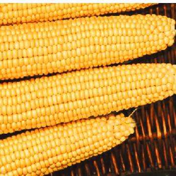 Купить кукурузу Мегатон F1 (сахарную), 1 кг семян, Clause (Франция)