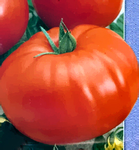 Жаворонок F1 - томат детерминантный, Nasko Украина фото, цена